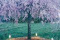 Breteau – Gîte de Montapeine XXL – Cerisier Japonais au printemps