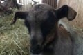 Dammarie en Puisaye – Chèvrerie Maillebois – Chèvres 3
