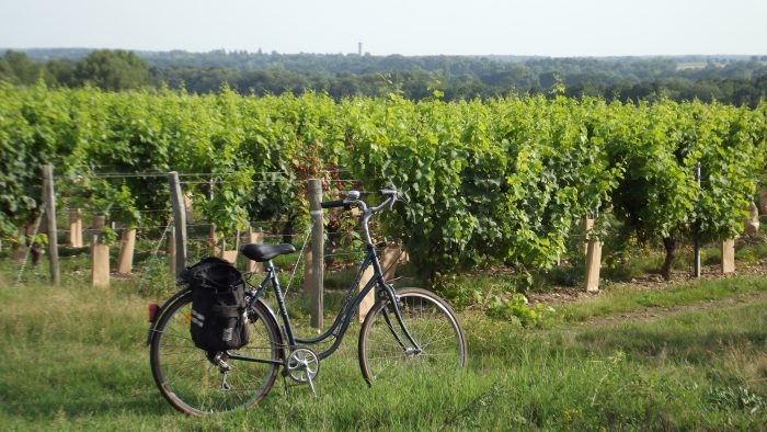Vélo dans les vignes