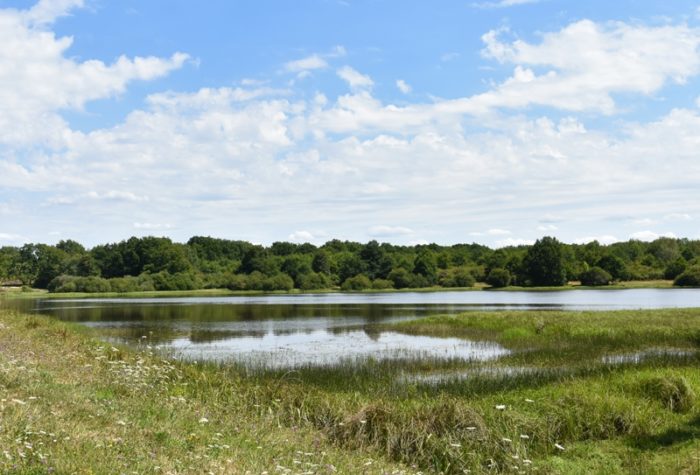 Champoulet – étang de la Cahauderie – 1er août 2018 – OT Terres de Loire et Canaux -IRémy  (16)