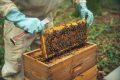 St FIRMIN SUR LOIRE – Du miel dans les salades- ruches