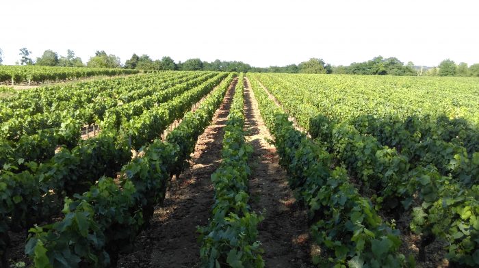 Beaulieu sur Loire – Domaine Guérot – vignes