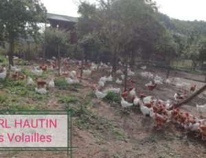 Beaulieu sur Loire -EARL HAUTIN – poulets