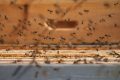 St FIRMIN SUR LOIRE – Du miel dans les salades- abeilles