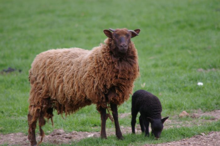Dammarie en Puisaye-La Grande Gentillère – Moutons