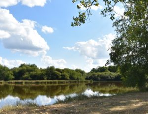 La Bussière – étang des épiniettes – 1er août 2018 – OT Terres de Loire et Canaux – IRémy  (9)