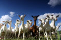 Dammarie en Puisaye – Chèvrerie Maillebois – Chèvres