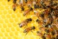 honey-bees-326337-1280-2