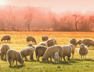 moutons pixabay