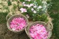 Autry le Châtel -Domaine du beau lièvre – photo 2 paniers roses