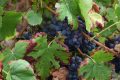 raisin – vignes coteaux du Giennois – 3 septembre 2018 – OT Terres de Loire et Canaux – IRémy (2)