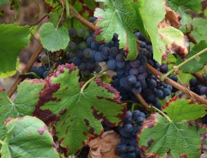 raisin – vignes coteaux du Giennois – 3 septembre 2018 – OT Terres de Loire et Canaux – IRémy (2)