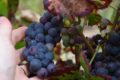 raisin – vignes coteaux du Giennois – 3 septembre 2018 – OT Terres de Loire et Canaux – IRémy (4)