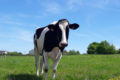 Beaulieu sur Loire –  GAEC des Doucets – vache